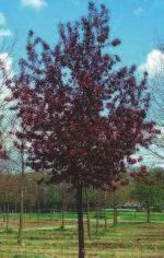 nejčervenějšími listy, listy si barvu drží po celou vegetaci, květy mají světle fialovou barvu,