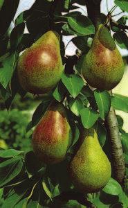 Pyrus communis hrušeň Stromy proměnlivé velikosti a habitu, pěstují se pro jedlé plody, hrušky v nepřeberném množství odrůd.