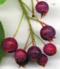 Plody červené, ve zralosti purpurově černé, šťavnaté, sladké, jedlé, asi 1,2 cm velké. Nenáročná dřevina, snáší přísušky i mokro.