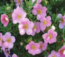 Kvete: V X Potentilla fruticosa 'Pink Queen' - mochna křovitá, růžová Vzrůst nízký, základní větve poléhavé, uspořádání pravidelné, husté, jemné.výška až 0,8 m, šířka 1,2 m.