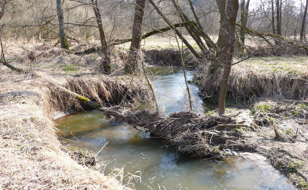 3. Respektování samovolného vývoje přírodních a přírodě blízkých úseků vodních