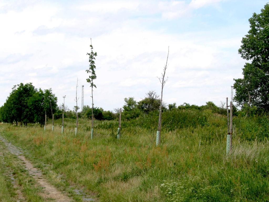 Pravidelná výsadba vně potahové stezky, navíc nekvalitní, není