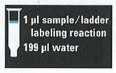 Příprava vzorků a žebříku k analýze 1 Smíchejte 4 µl označeného, naředěného vzorku proteinu s 2 µl denaturujícího roztoku ( lahvička s bílým štítkem) v 0,5 ml mikrozkumavce.