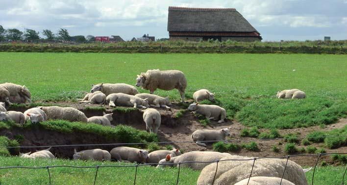Regionální značení napříč Evropou 3 Regionální značení a regionální produkty v Nizozemsku Regional branding and regional products in the Netherlands René de BRUIN René de BRUIN Během posledního