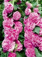 Z0402 BAVARIA Z1285 CHATERS DOUBLE VIOLET Z1286 CHATERS DOUBLE SCARLET Z1284 CHATERS DOUBLE ROSE Z1653