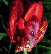T6010 FLAMING PARROT - citrónově žlutý, krvavě stříkaný, velkolepý, skvělý k řezu.