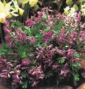 corydalis, jsou ke konci jara kvetoucí trvalky s hlízkami v půdě.