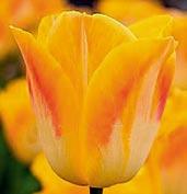 T2176 GOLDEN DYNASTY T2144 MATCH T2035 GAVOTA T2031 FURAND T2031 FURAND -