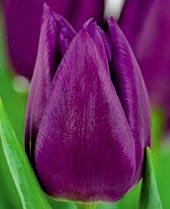 T2065 PURPLE FLAG fialově purpurové květy přecházejí až do barvy červené řepy.