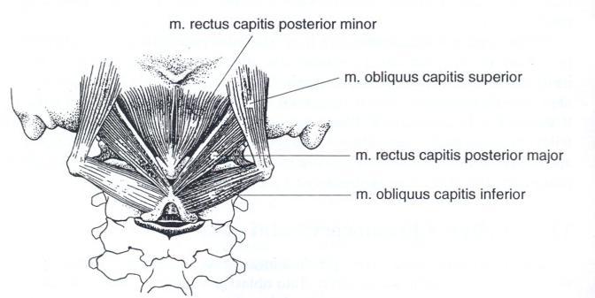 Zadní skupinu tvoří 4 svaly (Obrázek 2). M. rectus capitis posterior minor a m. obliquus capitis superior spojují bazi lbi s atlasem. M. rectus capitis posterior major spojuje axis s bazí lbi. M. obliquus capitis inferior spojuje atlas s axisem.