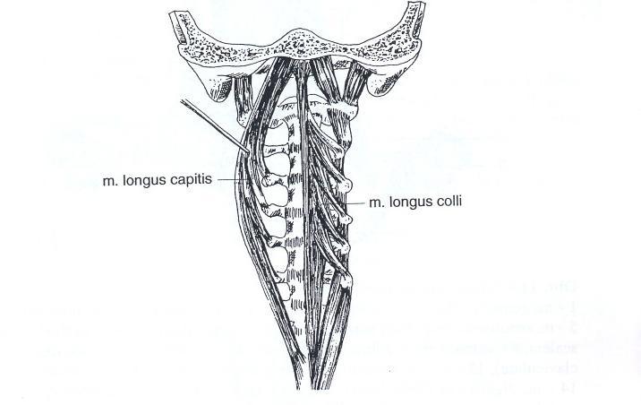 Obrázek 4. Hluboké flexory krku (Véle, 1997, 175) Střední vrstva obsahuje suprahyoidní a infrahyoidní svaly, které fixují jazylku při polykání a fonaci.