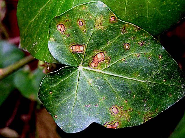 Phyllosticta aj.