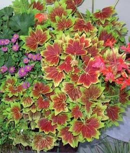 BEGONIA SEMPERFLORENS DODATEK KATALOGU (Objednat lze pouze k objednávkám