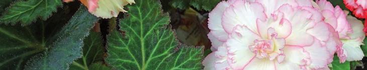 Letní Flora Olomouc byla pro nás zdařilá jak zajímavou expozicí, tak i potěšitelným zájmem o naše produkty.