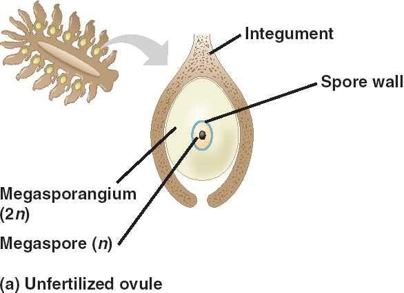 Ovulum u