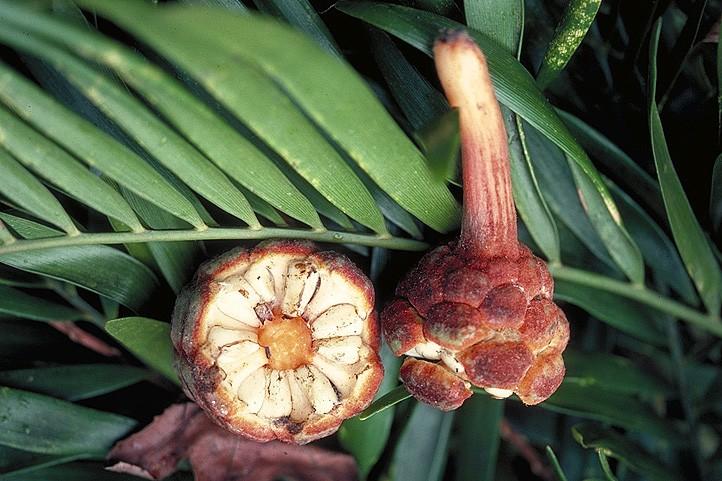 Zamia floridana