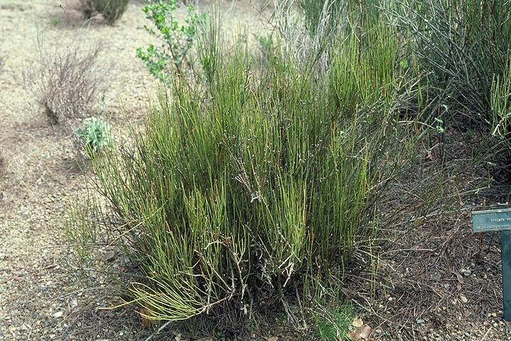 Ephedra