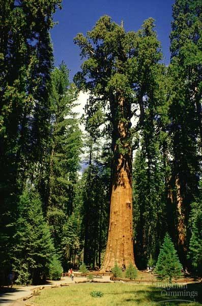 Coniferophyta Sequoiadendrom giganteum, Sekvojovec obrovský, Kalifornie.