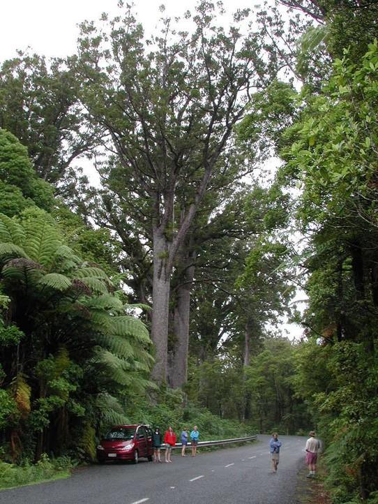 Coniferophyta