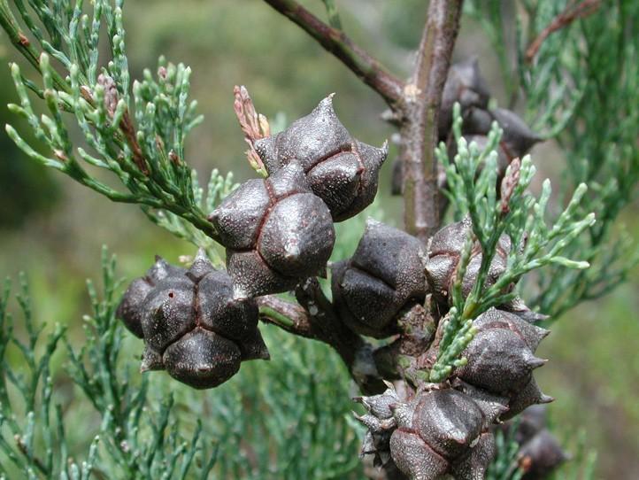 Coniferophyta