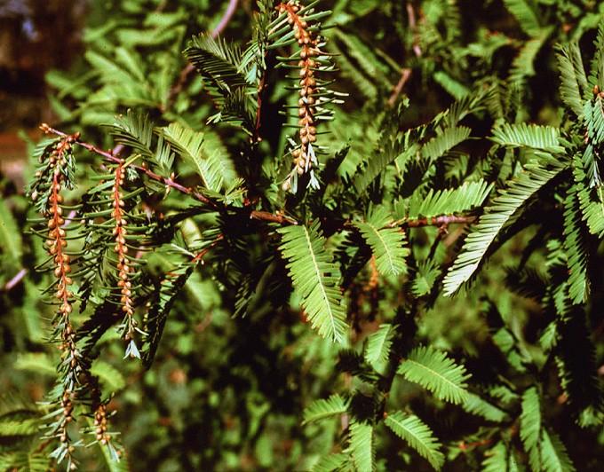 Coniferophyta Cupressaceae