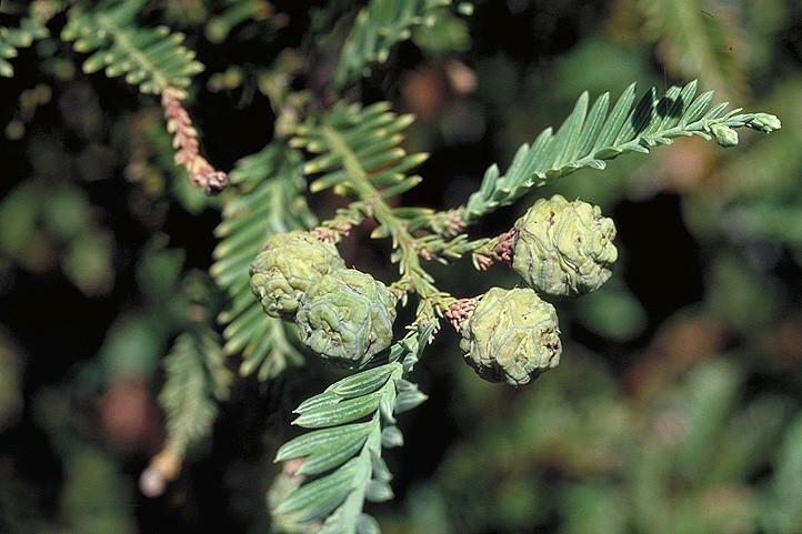 Coniferophyta Cupressaceae Sequoia