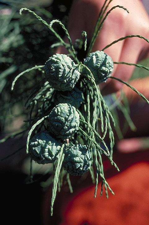 Coniferophyta Cupressaceae