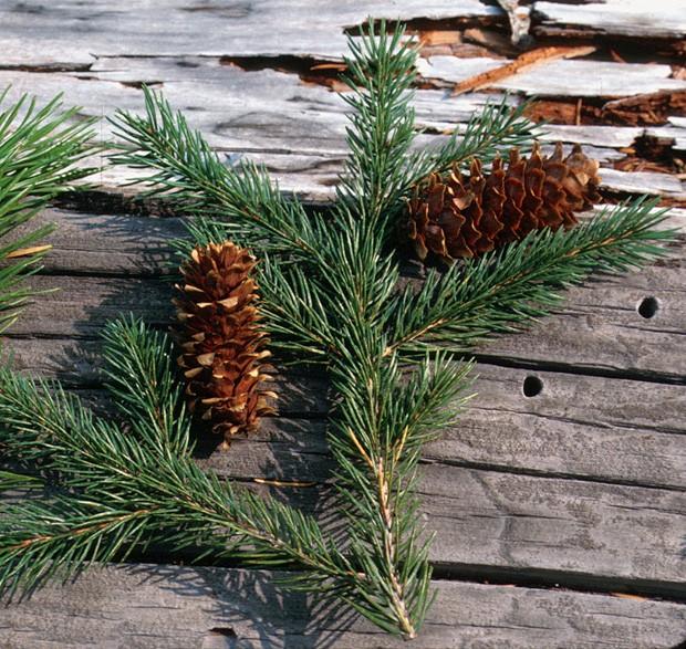 Coniferophyta