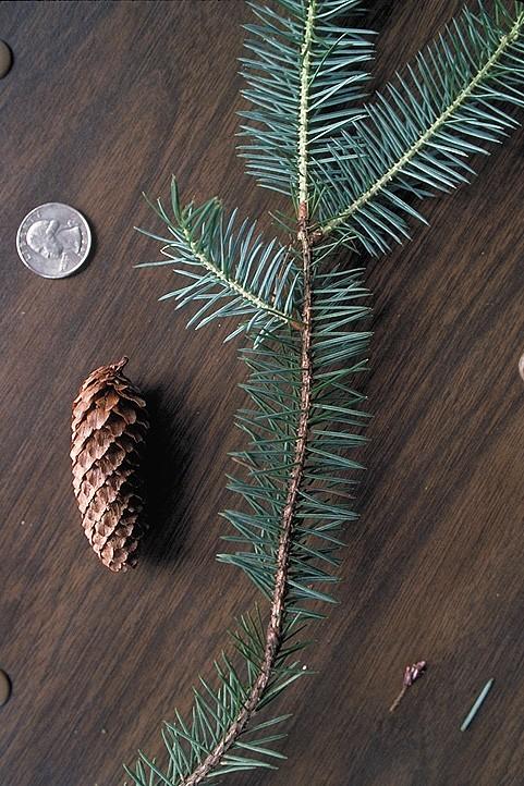 Coniferophyta