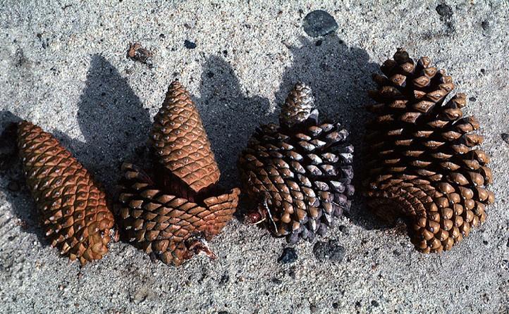 Coniferophyta Pinaceae Picea