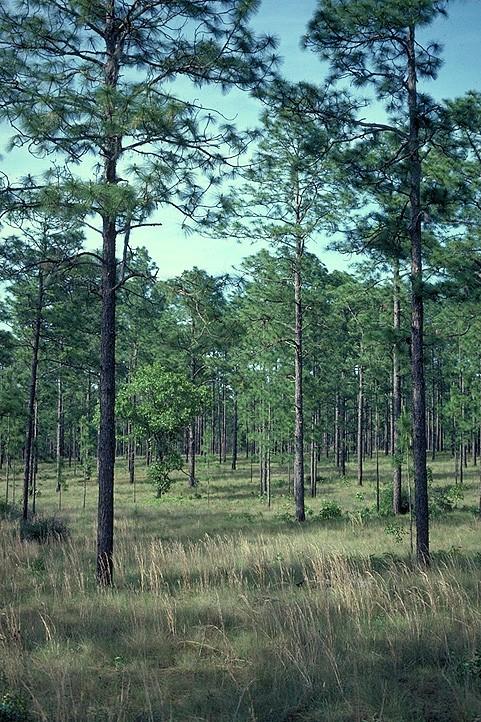 Coniferophyta