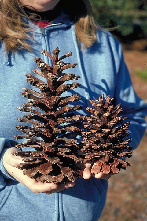 Coniferophyta Pinaceae Pinus