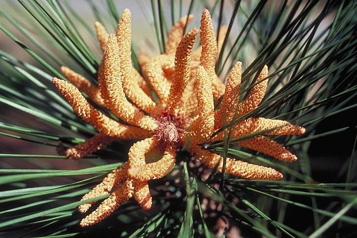 Coniferophyta Pinaceae Pinus