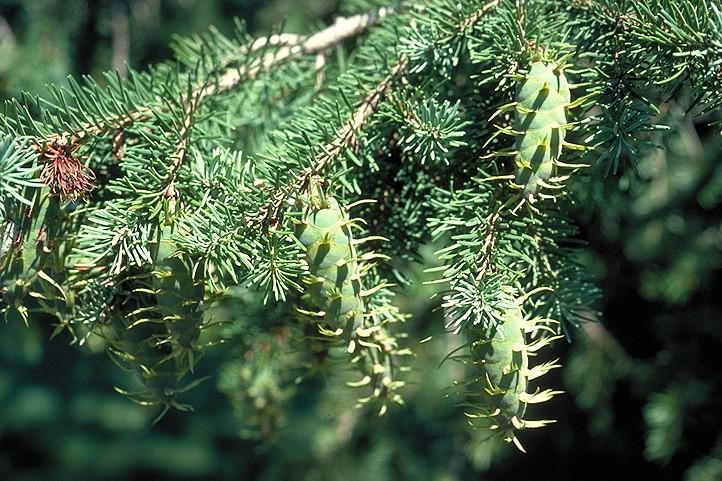 Coniferophyta