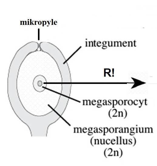 šupina megasporangium =