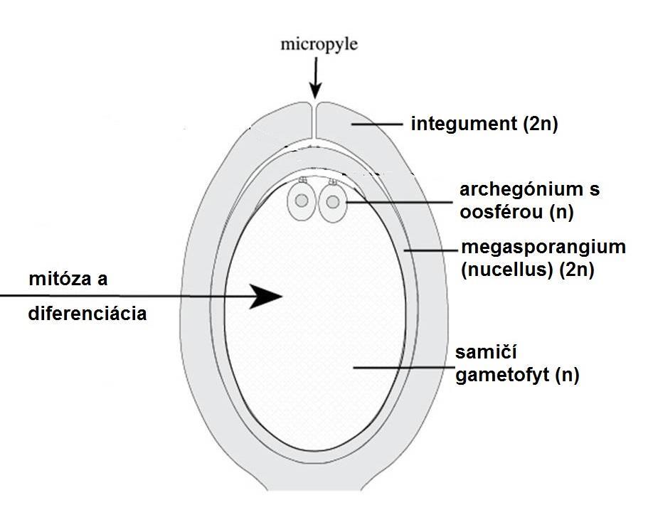 MEGAGAMETOFYT: je viacbunkový a tvorí sa vnútri megasporangia je to vlastne vyživovacie pletivo, v kt.