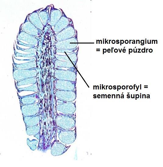 MIKROSPORANGIUM: