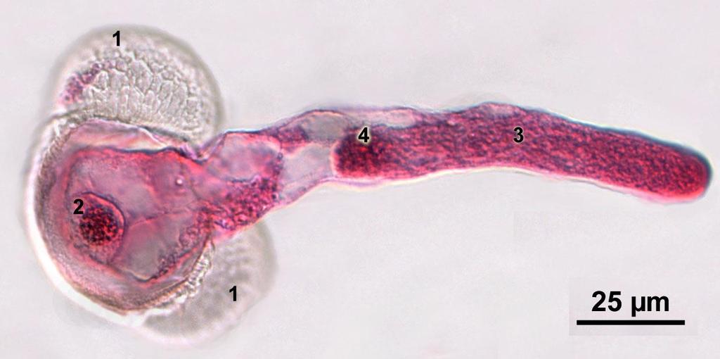 MIKROGAMETOFYT: z generatívnej bunky mitotickým delením postupne vznikajú 2 spermatické bunky (gaméty) peľové zrno s gamétami sa nazýva mikrogametofyt gaméty sa spolu s