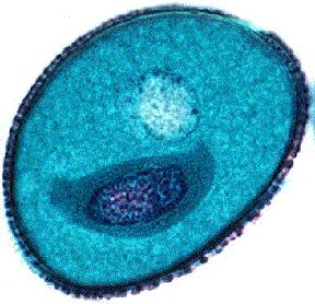 MIKROSPÓRA (PEĽOVÉ ZRNO): mitotickým delením vnútri mikrospóry vzniká vegetatívna bunka, ktorej