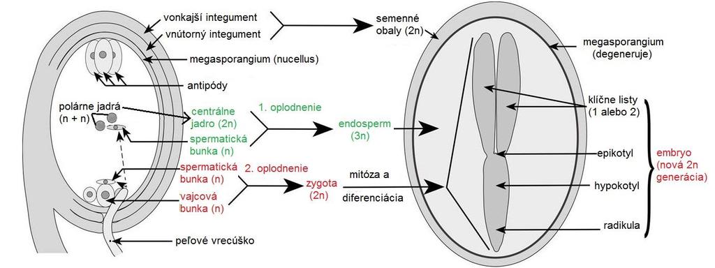 OPELENIE A DVOJITÉ OPLODNENIE: prenos peľových zŕn na bliznu piestika = opelenie Dvojité oplodnenie: