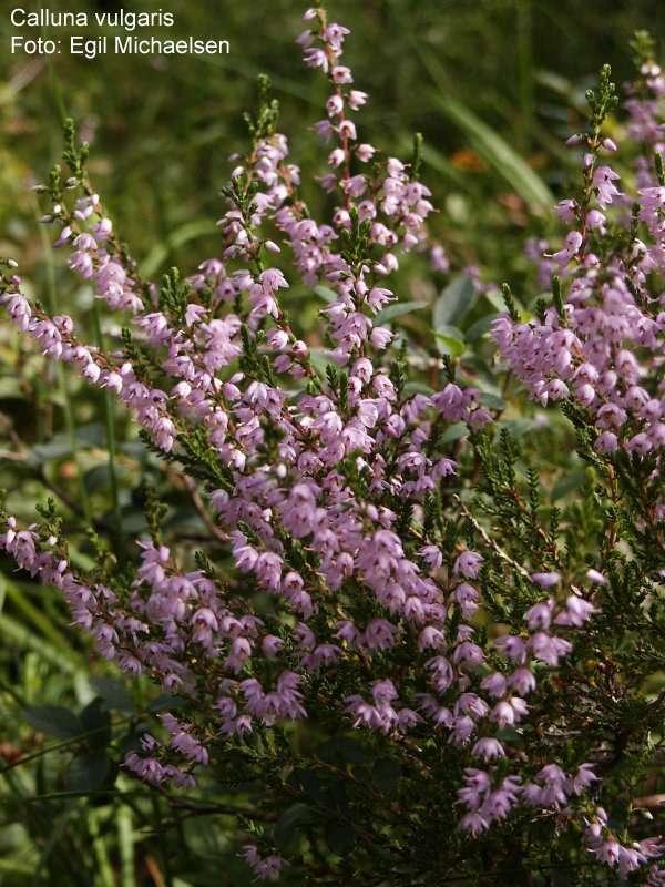 vřes (Calluna vulgaris), http://www.toyen.uio.