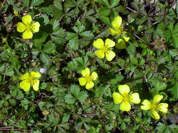 mochna anglická (Potentilla