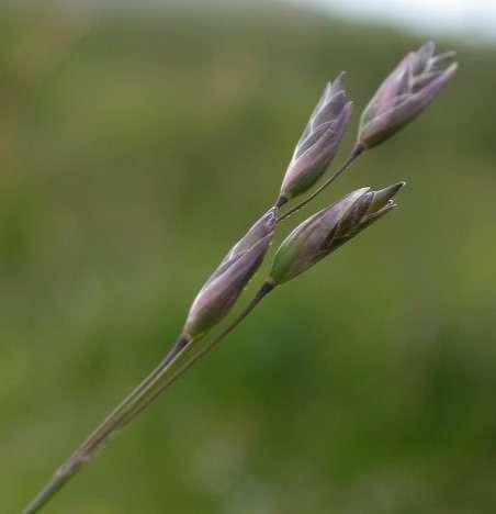 trojzubec poléhavý (Sieglingia decumbens),