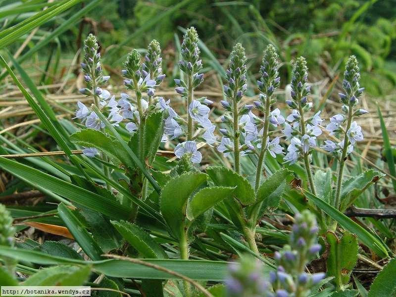 rozrazil lékařský (Veronica officinalis),