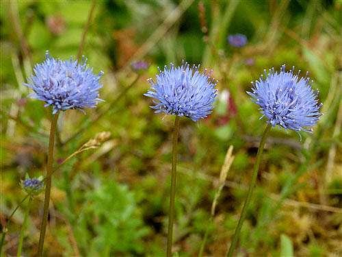 pavinec hoský (Jasione montana),