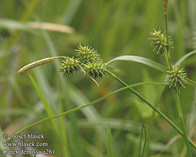 ostřice skloněná (Carex demissa), často na rašelinných