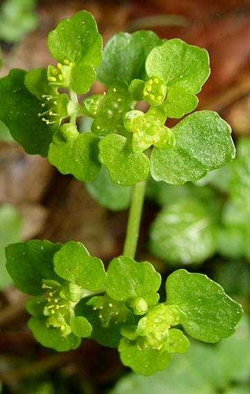 mokrýš vstřícnolistý (Chrysosplenium oppositifolium - pouze v