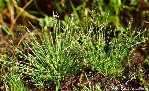bezosetka štětinovitá (Isolepis setacea -
