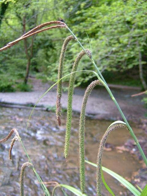 ostřice převislá (Carex pendula - Vápenice u Žďáru, ryb.