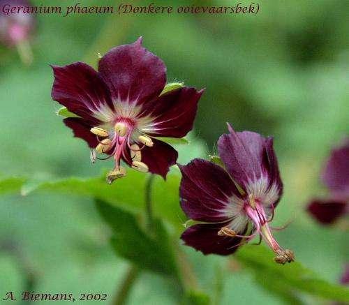 kakost hnědočervený (Geranium phaeum), http://www.natuureducatie.